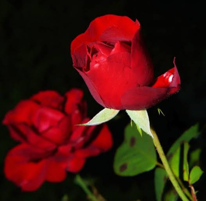 PrinceVyda - Roses Featuring Techto