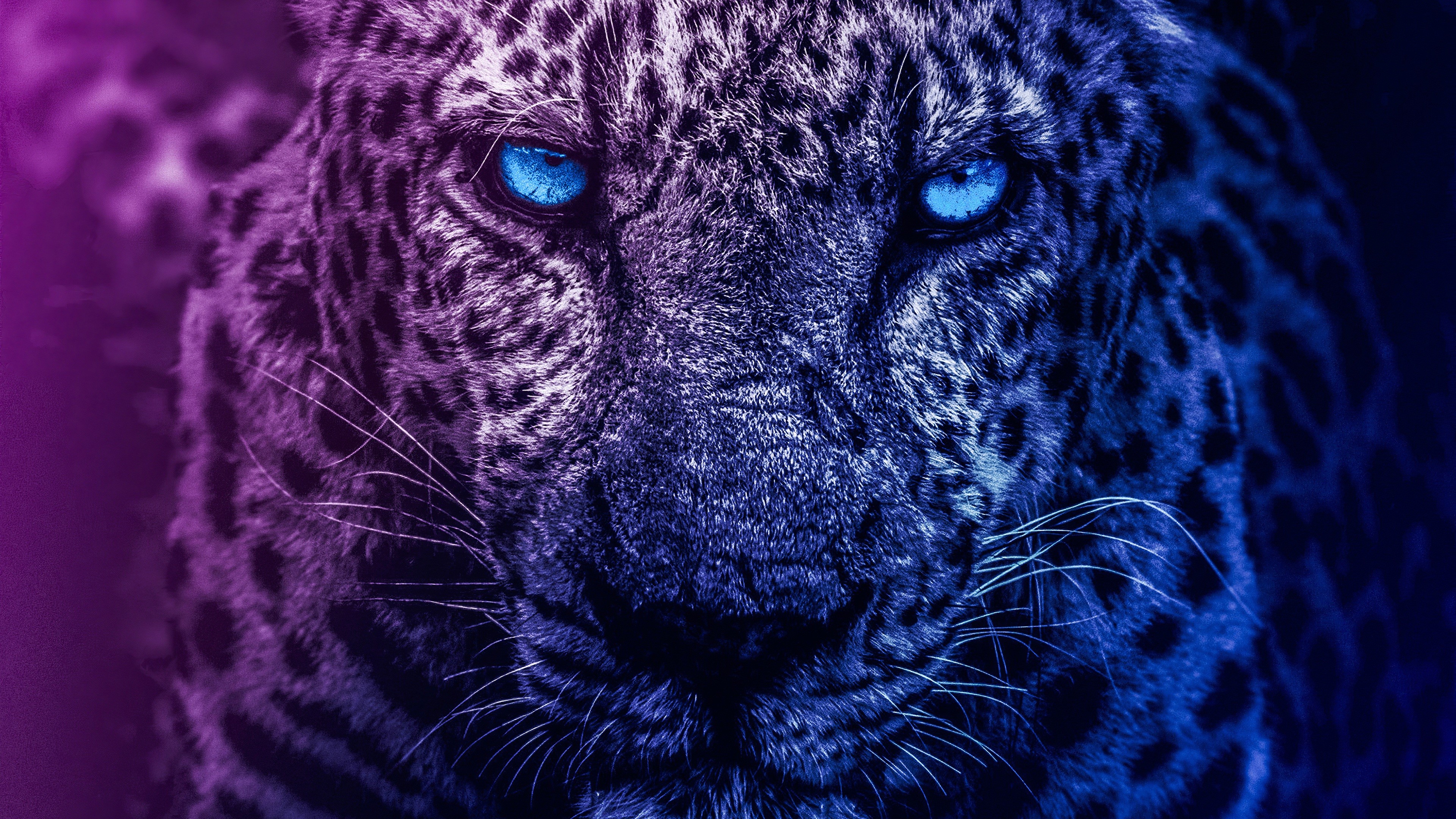 Lil_Pior - Pior-Blue-Cheetah